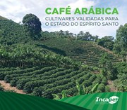 Doc319-cafearabicacultuvaresvalidadas-Incaper_page-0001