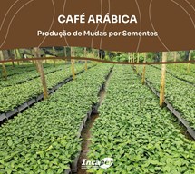Logomarca - Café arábica: produção de mudas por sementes