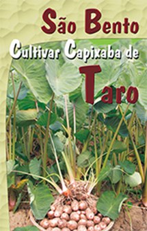 Logomarca - São Bento: cultivar capixaba de taro