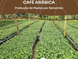 CAPA_CARTILHA_MUDAS_CAFE