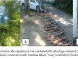 BRT-NaturalWoodResistanceofMimosa-2