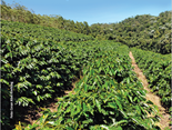 capa_boletim agroclimatico