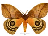 Mariposa