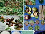 Ceratobasidium chavesanum
